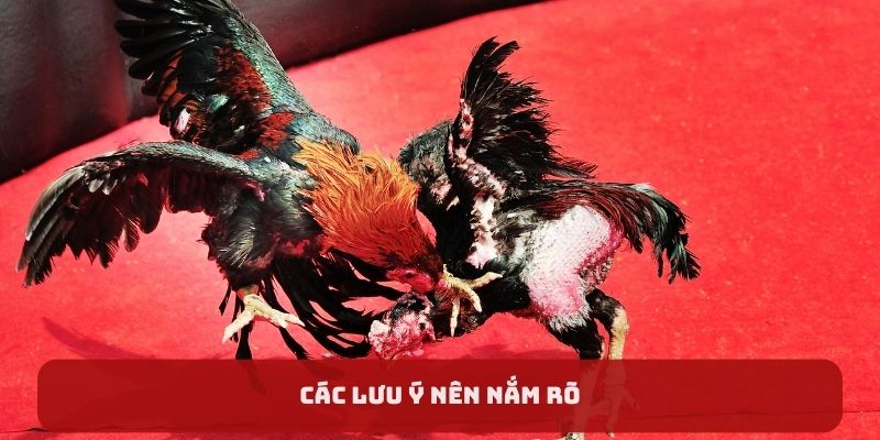 Các lưu ý nên nắm rõ khi chơi đá gà I9BET 