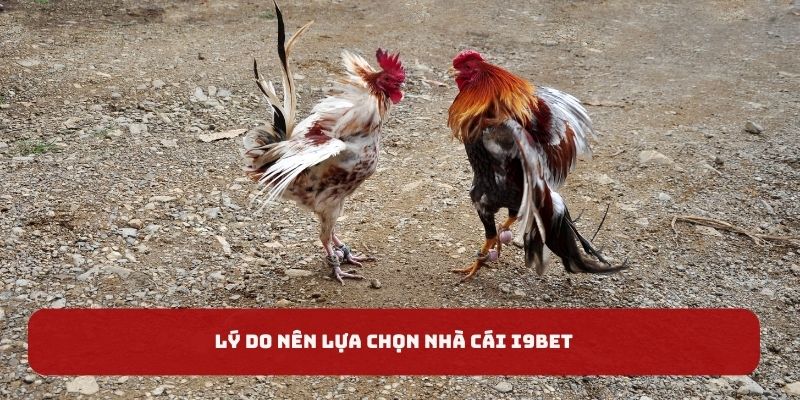 Lý do nên lựa chọn nhà cái I9BET