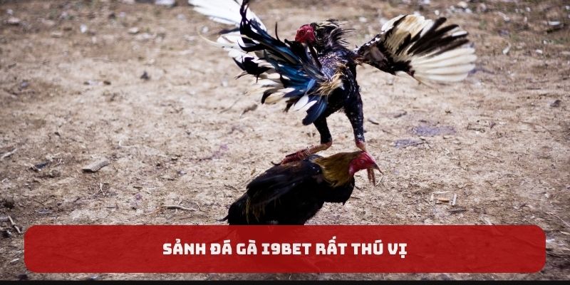 Sảnh đá gà I9BET rất thú vị