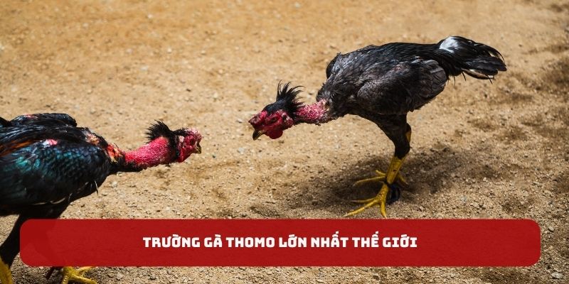 Trường gà Thomo lớn nhất thế giới tại đá gà I9BET 