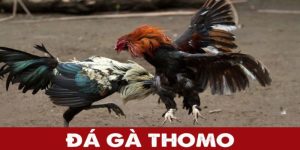 Tổng quan về thomo I9BET